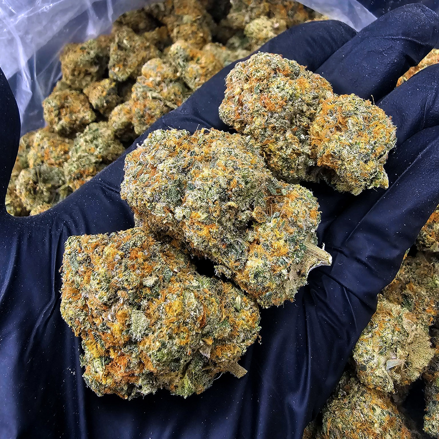 Prietosa Hills Hybrid 29â32% THC Weed Delivery in DC, Virginia, Maryland, Richmond VA