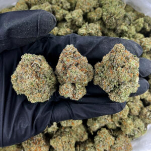 Kinglato hybrid strain 23-27% THC available for DC, Virginia, Maryland, and Richmond VA weed delivery