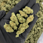 Maui Mango Diesel smalls sativa hybrid cannabis strain available for weed delivery in Washington DC, Alexandria, Arlington, Fairfax, and Richmond Virginia — tropical mango aroma, uplifting daytime high, and potent THC buds from District Connect.