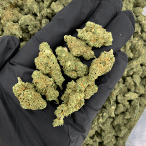 Maui Mango Diesel smalls sativa hybrid cannabis strain available for weed delivery in Washington DC, Alexandria, Arlington, Fairfax, and Richmond Virginia — tropical mango aroma, uplifting daytime high, and potent THC buds from District Connect.