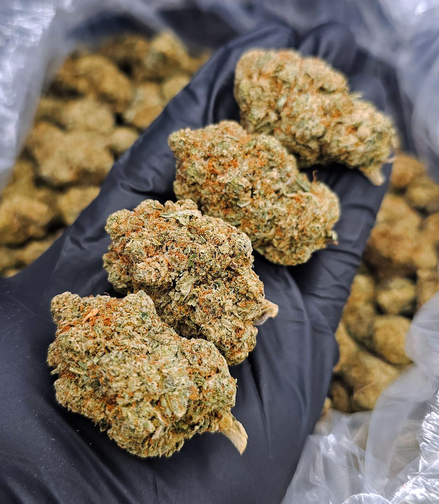 Alien Gorilla strain, indica-dominant hybrid, 27–30% THC available for Washington DC, Virginia, Maryland, and Richmond VA weed delivery.