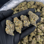 Blue Hawaiian sativa-dominant hybrid strain with 34%+ THC available via District Connect weed delivery in Washington DC, Virginia, Maryland, and Richmond VA