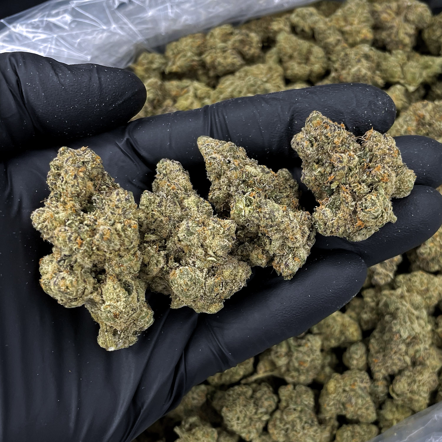 Lemon Cello hybrid strain with 34%+ THC available via District Connect weed delivery in Washington DC, Virginia, Maryland, and Richmond VA