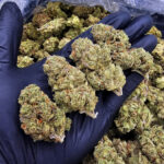 Super Lemon Crush strain, sativa dominant, 30â33% THC, available for delivery in Washington DC, Virginia, Maryland, and Richmond VA