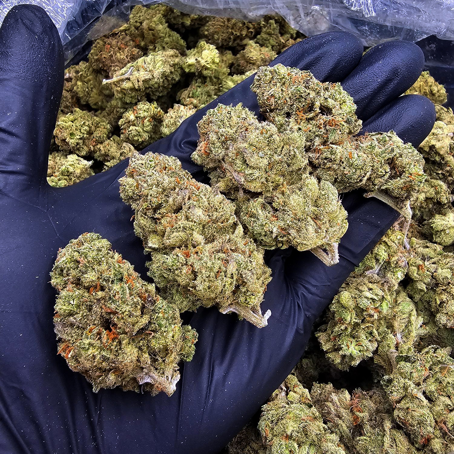 Super Lemon Crush strain, sativa dominant, 30â33% THC, available for delivery in Washington DC, Virginia, Maryland, and Richmond VA