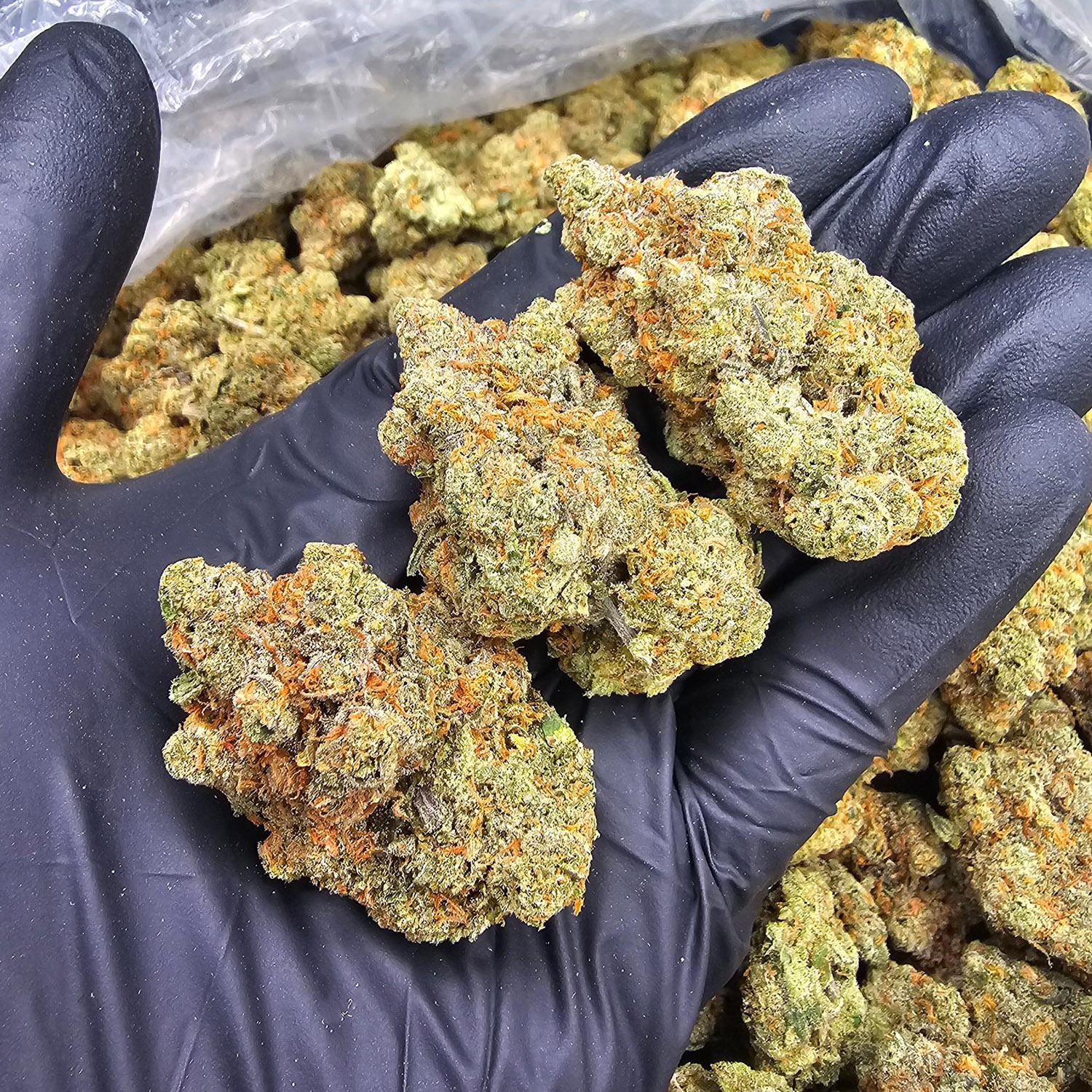 Tom Ford Pink Kush strain, indica dominant, 28–30% THC available for Washington DC, Virginia, Maryland, and Richmond VA weed delivery.