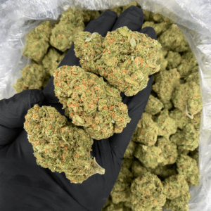 Blue Dream Haze sativa-dominant hybrid flower with blue-tinted trichomes available from District Connect for cannabis delivery in Washington DC, Virginia, and Maryland