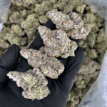 Old Money strain by Compound Genetics testing over 30% THC, premium hybrid cannabis flower available for delivery in Washington DC and Northern Virginia