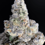 Old Money strain by Compound Genetics testing over 30% THC, premium hybrid cannabis flower available for delivery in Washington DC and Northern Virginia