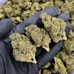 Sour Tangie sativa strain 21–25% THC available in Washington DC, Virginia, Maryland, and Richmond VA weed delivery