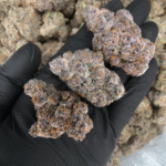 Jungle Juice hybrid cannabis flower by Wizard Trees showing dense structure and crystal-rich resin