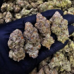 Purple Haze sativa-dominant cannabis flower 27-30% THC available for delivery in Washington DC, Virginia, Maryland, and Richmond VA