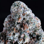 Sherbacio hybrid strain 29-31% THC by District Connect available in Washington DC, Virginia, Maryland, and Richmond VA