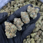 Sherbacio hybrid strain 29-31% THC by District Connect available in Washington DC, Virginia, Maryland, and Richmond VA