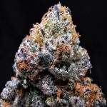 Pink Acai hybrid cannabis flower with purple frosty buds available for District Connect Washington DC and Virginia weed delivery