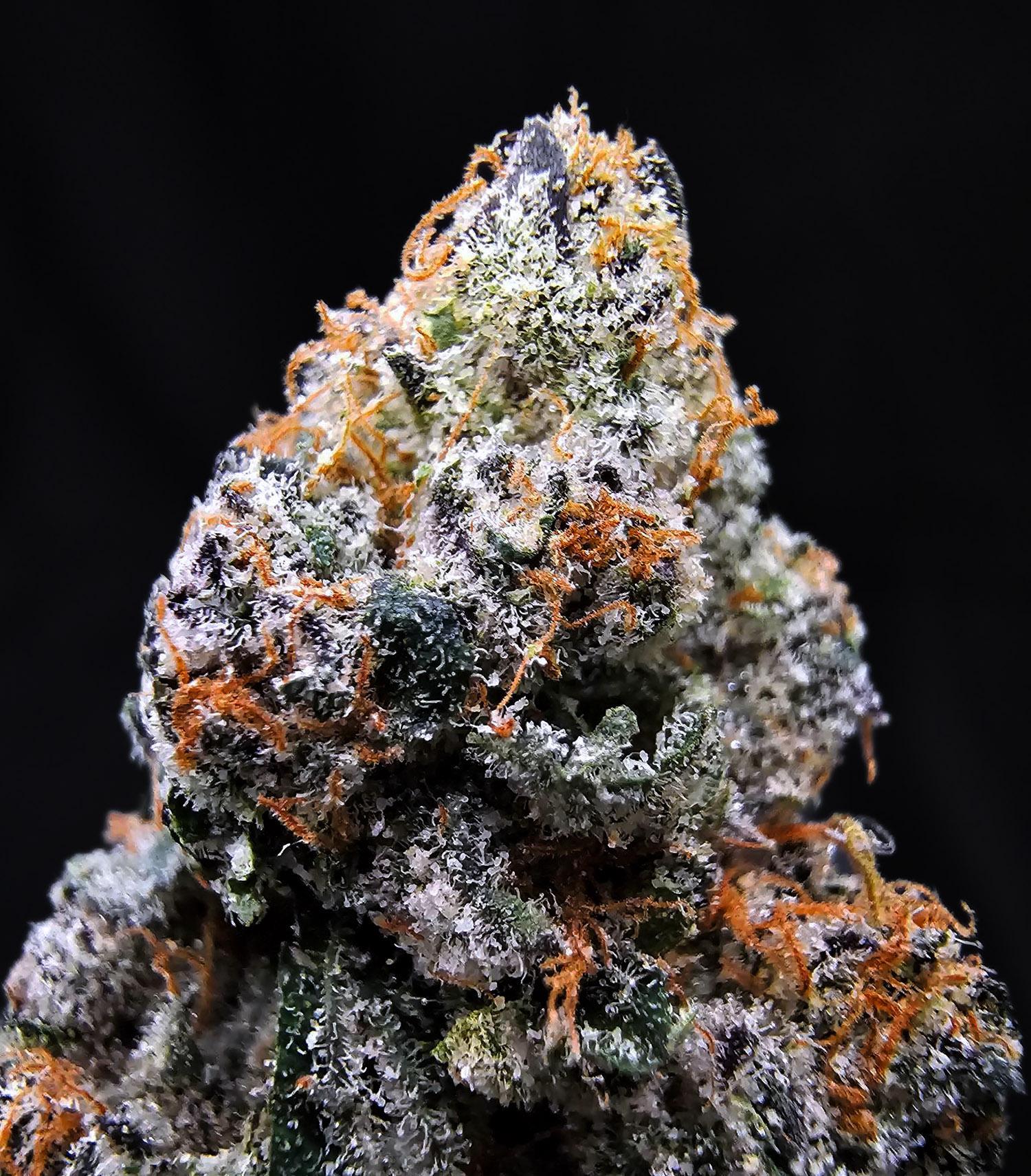 Pink Acai hybrid cannabis flower with purple frosty buds available for District Connect Washington DC and Virginia weed delivery