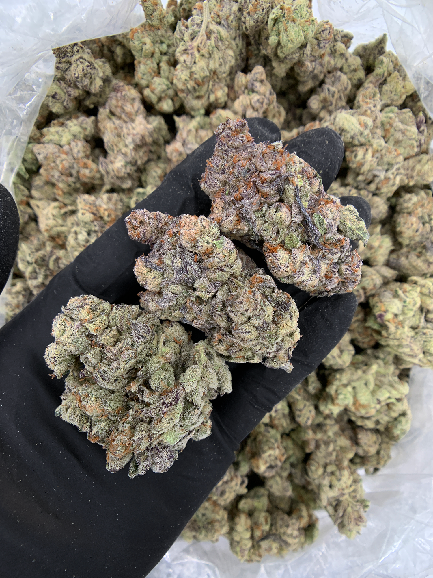 Blueberry Jam indica dominant cannabis strain with frosty trichome covered buds available through District Connect Washington DC weed delivery