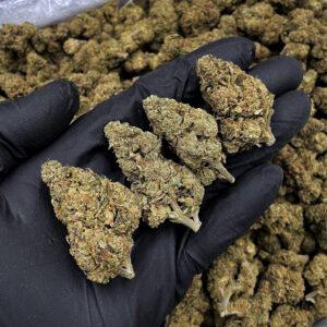 Cherry Gelato hybrid cannabis strain 24–27% THC available for weed delivery in Washington DC Virginia Maryland Richmond VA