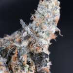 French Lotus strain by Maven Genetics top shelf hybrid flower available at District Connect Washington DC