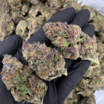 Velato hybrid cannabis flower Gelato 33 VS1 genetics available from District Connect Washington DC weed delivery