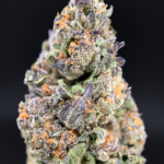 Velato hybrid cannabis flower Gelato 33 VS1 genetics available from District Connect Washington DC weed delivery