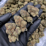 Mochi hybrid strain 27–29% THC available for weed delivery in Washington DC Virginia Maryland Richmond VA