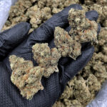 Silver Haze sativa strain 29-31% THC available for weed delivery in Washington DC Virginia Maryland Richmond VA