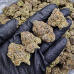 Gello Shotz hybrid cannabis flower 29-31% THC by District Connect available for Washington DC, Virginia, Maryland, and Richmond VA delivery