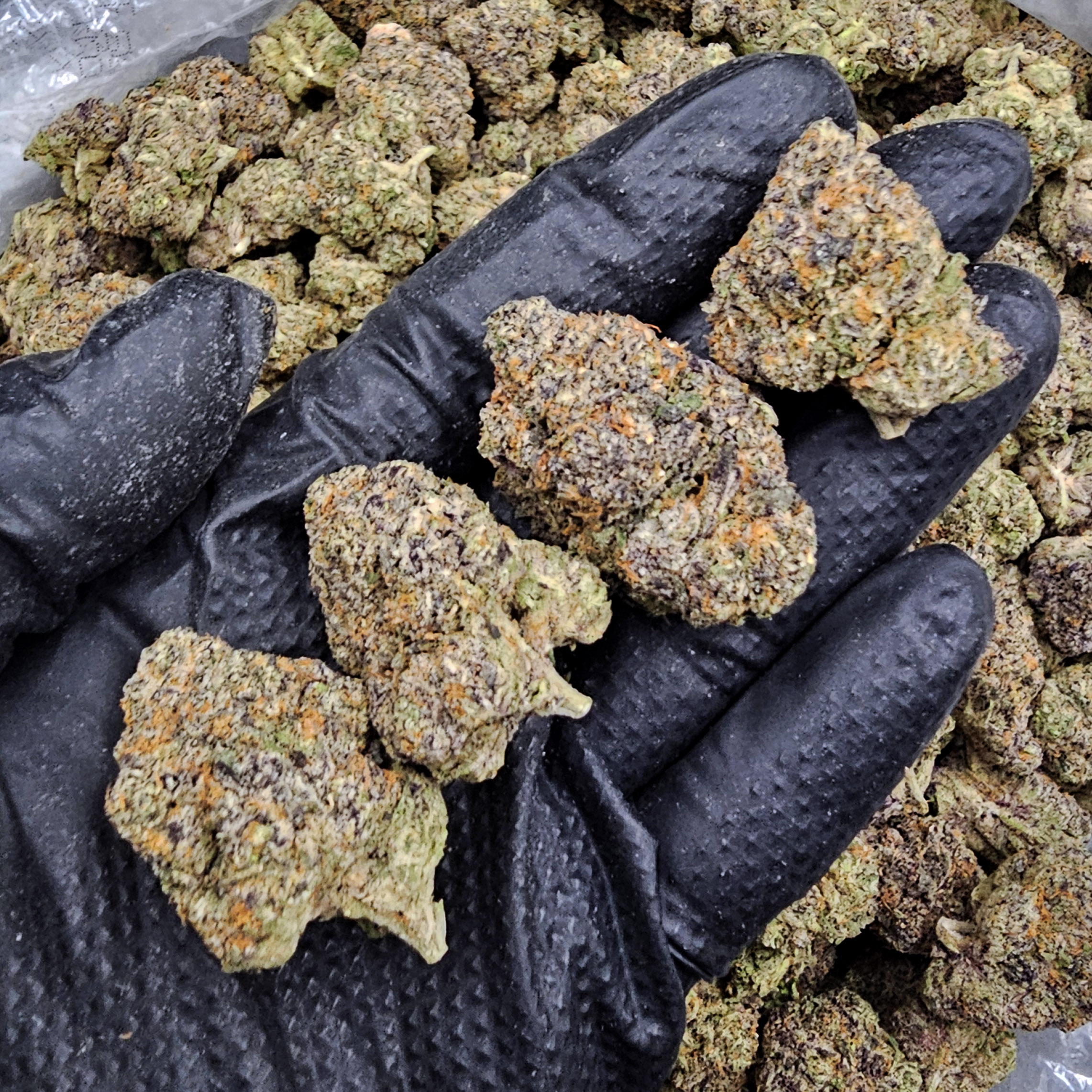 Gello Shotz hybrid cannabis flower 29-31% THC by District Connect available for Washington DC, Virginia, Maryland, and Richmond VA delivery