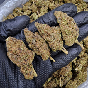 GovernMint Oasis hybrid cannabis flower 27–30% THC available from District Connect in Washington DC, Virginia, Maryland, and Richmond VA.