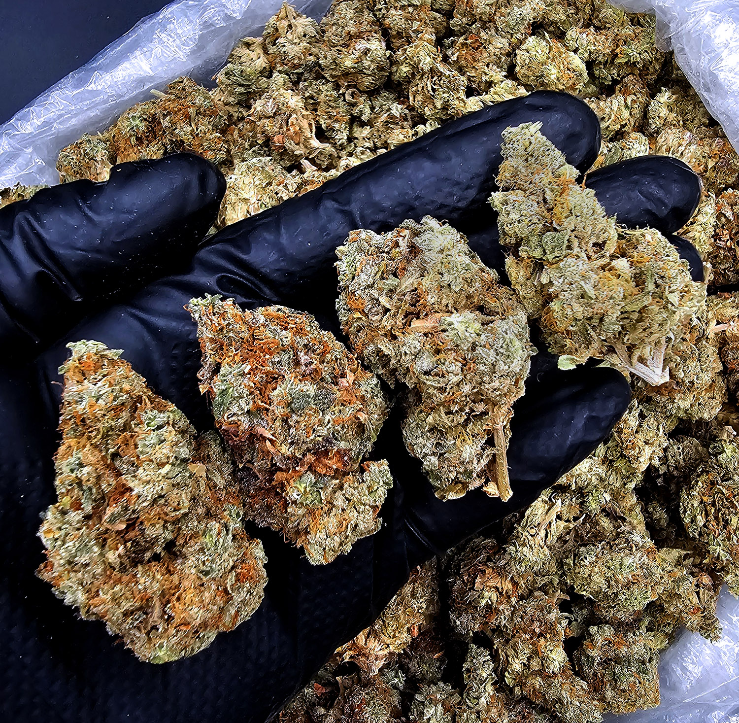 High Octane OG Indica-dominant hybrid 28–31% THC cannabis strain by District Connect available for Washington DC, Virginia, Maryland, and Richmond VA weed delivery