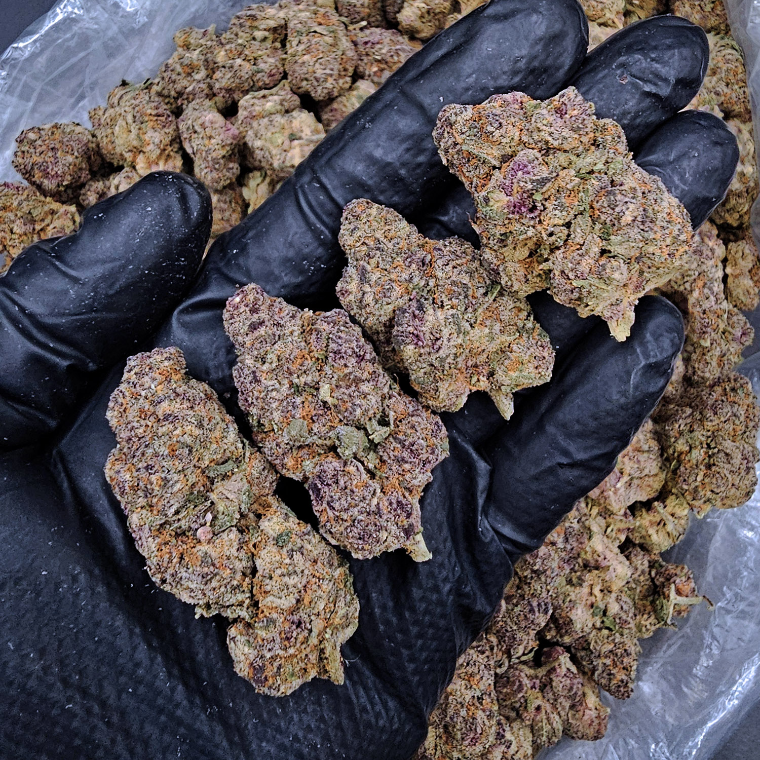 Tropical Cherry hybrid cannabis flower 27-30% THC available for weed delivery in Washington DC Virginia Maryland and Richmond VA