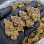 Candy Candy Sativa Hybrid 29-31% THC cannabis flower District Connect Washington DC Virginia Maryland Richmond VA