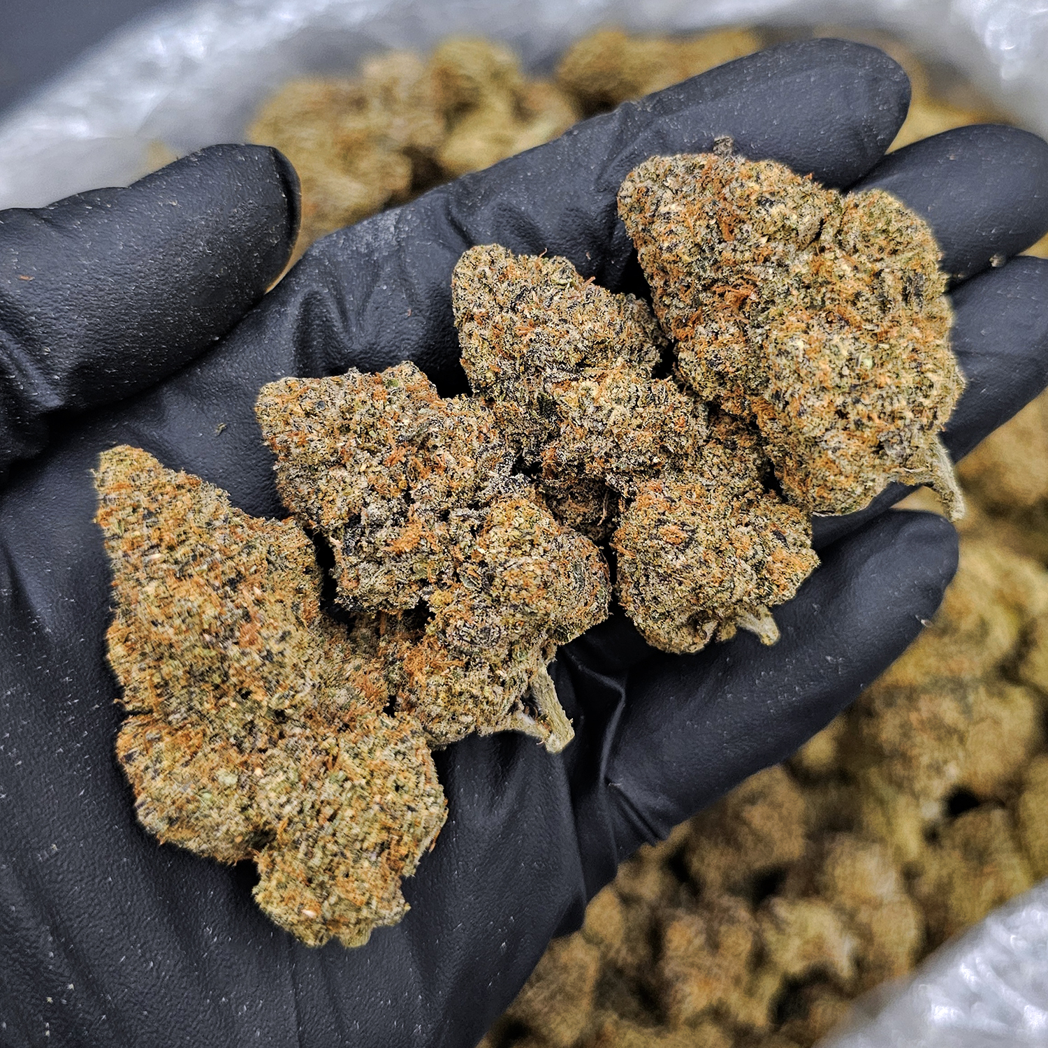 Candy Candy Sativa Hybrid 29-31% THC cannabis flower District Connect Washington DC Virginia Maryland Richmond VA