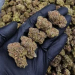 Devil Runtz hybrid cannabis flower with 31%+ THC from District Connect available for Washington DC, Virginia, Maryland, and Richmond VA weed delivery.