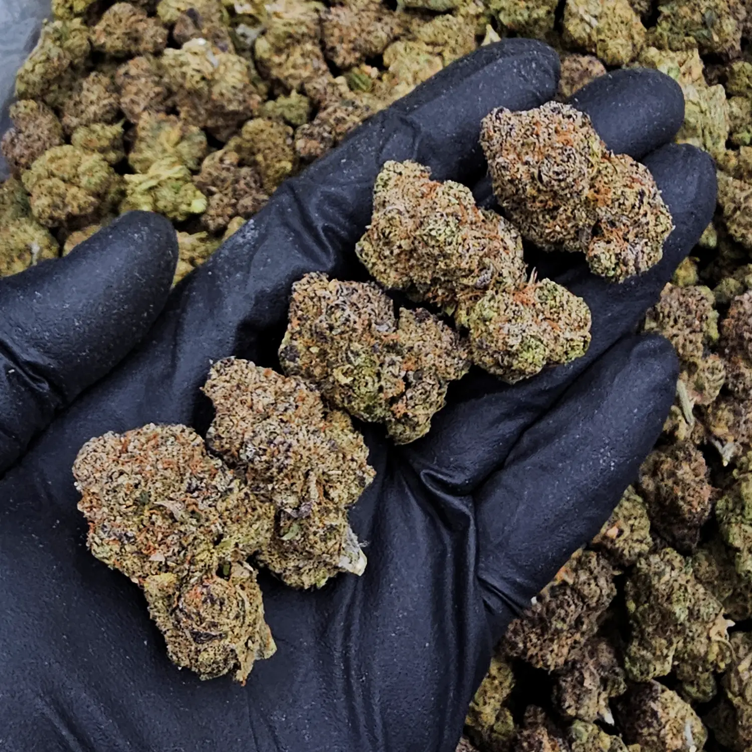 Devil Runtz hybrid cannabis flower with 31%+ THC from District Connect available for Washington DC, Virginia, Maryland, and Richmond VA weed delivery.