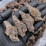 Mendocino Cherries Indica-Dominant Hybrid 30%+ THC cannabis flower District Connect Washington DC Virginia Maryland Richmond VA