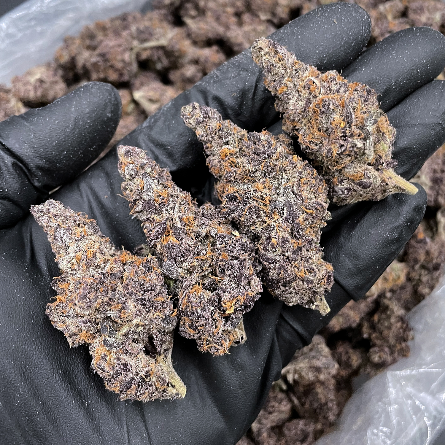 Mendocino Cherries Indica-Dominant Hybrid 30%+ THC cannabis flower District Connect Washington DC Virginia Maryland Richmond VA