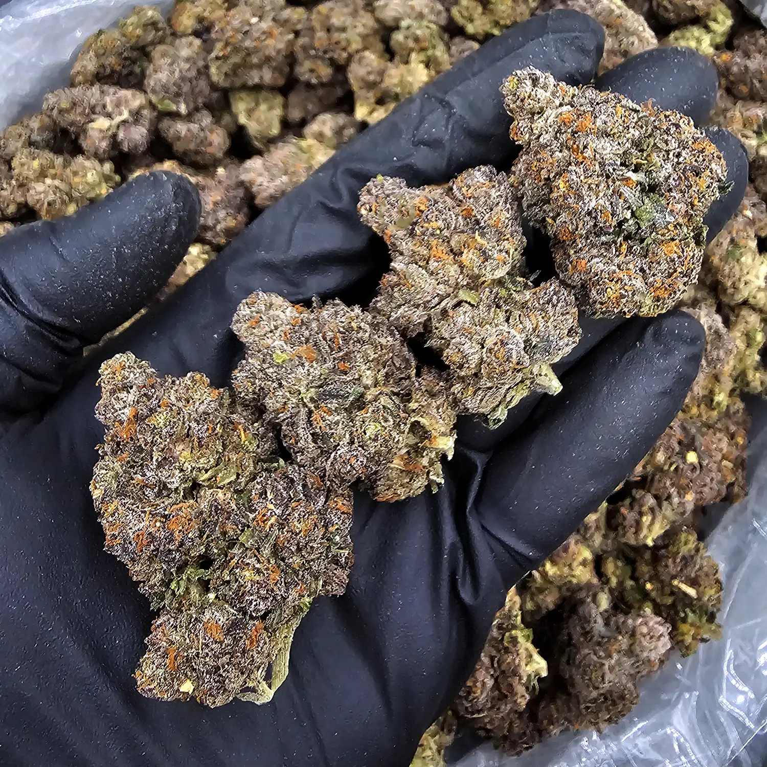 Starburst Kush hybrid flower with 29–33% THC from District Connect available for weed delivery in Washington DC, Virginia, Maryland, and Richmond VA.