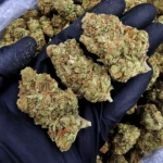 Super Silver Jack Sativa-Dominant Hybrid flower with approximately 28% THC from District Connect available for weed delivery in Washington DC, Virginia, Maryland, and Richmond VA.