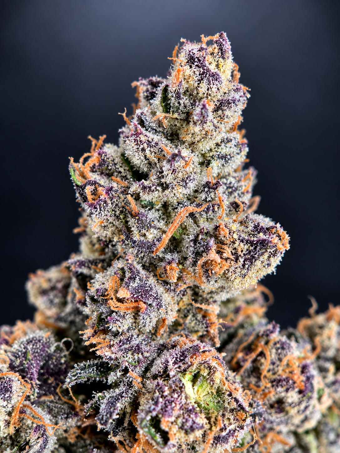 Ultra Violet by G3 Cultivators, a potent 80/20 indica-dominant purple flower with 32% or more THC, available from District Connect for cannabis delivery in Washington DC and Northern Virginia.
