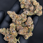 Ultra Violet by G3 Cultivators, a potent 80/20 indica-dominant purple flower with 32% or more THC, available from District Connect for cannabis delivery in Washington DC and Northern Virginia.