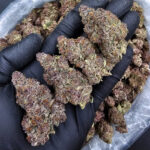 Trop Cherry hybrid cannabis strain, 29–33% THC, sweet cherry and tropical citrus flavor, District Connect weed delivery in Washington DC, Virginia, Maryland, and Richmond VA