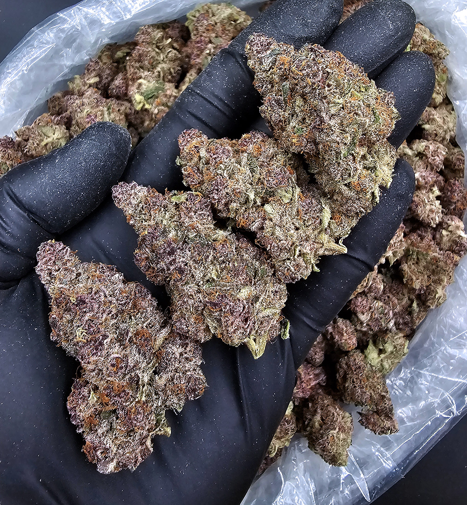 Trop Cherry hybrid cannabis strain, 29–33% THC, sweet cherry and tropical citrus flavor, District Connect weed delivery in Washington DC, Virginia, Maryland, and Richmond VA